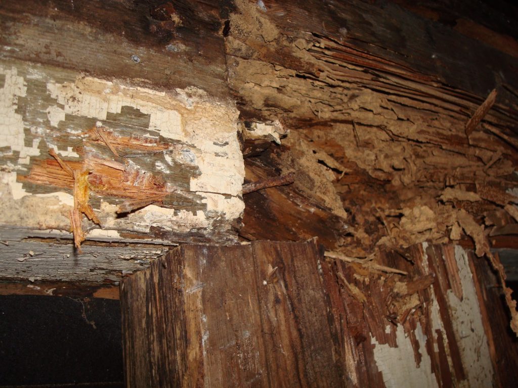 WDI Termite Inspection