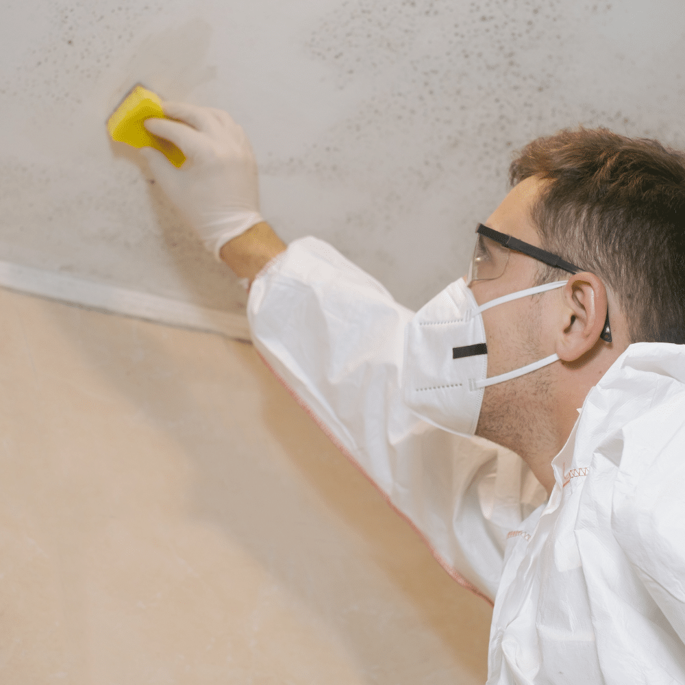 Understanding the Importance of Mold Testing