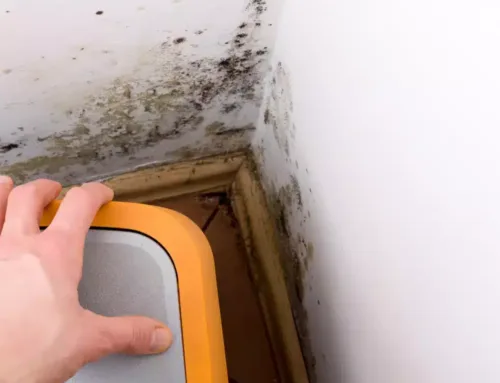 Committing to Mold Testing for Your Family’s Well-Being