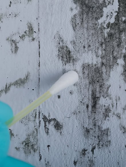 A gloved hand holds a cotton swab near a white wall with black mold stains—a step often seen during an Anchor Home Inspection.