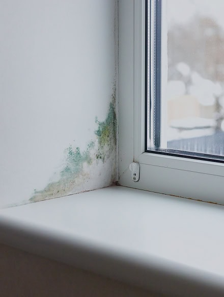 Mold growing on the white wall near a window in the corner of a room may signal moisture issues; an Anchor Home Inspection can help identify and address such problems.