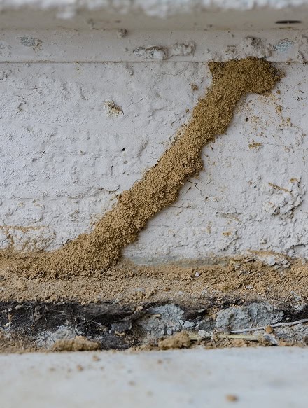 A termite mud tube runs vertically along a white concrete wall, indicating termite activity and infestation—a clear sign noted during a CT Home Inspection.