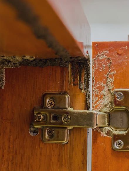 Close-up of a cabinet hinge on damaged wood, showing signs of termite infestation with visible tunnels and debris—an issue often identified during a CT Home Inspection by Anchor Home Inspection.